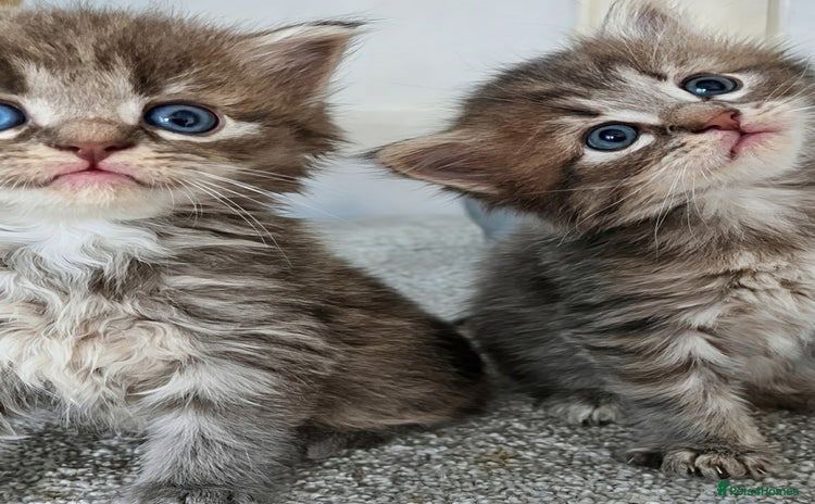 Maine Coon cats - Advert 10
