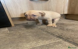 Mixed Breed dogs for sale: Puppies  - Image 5
