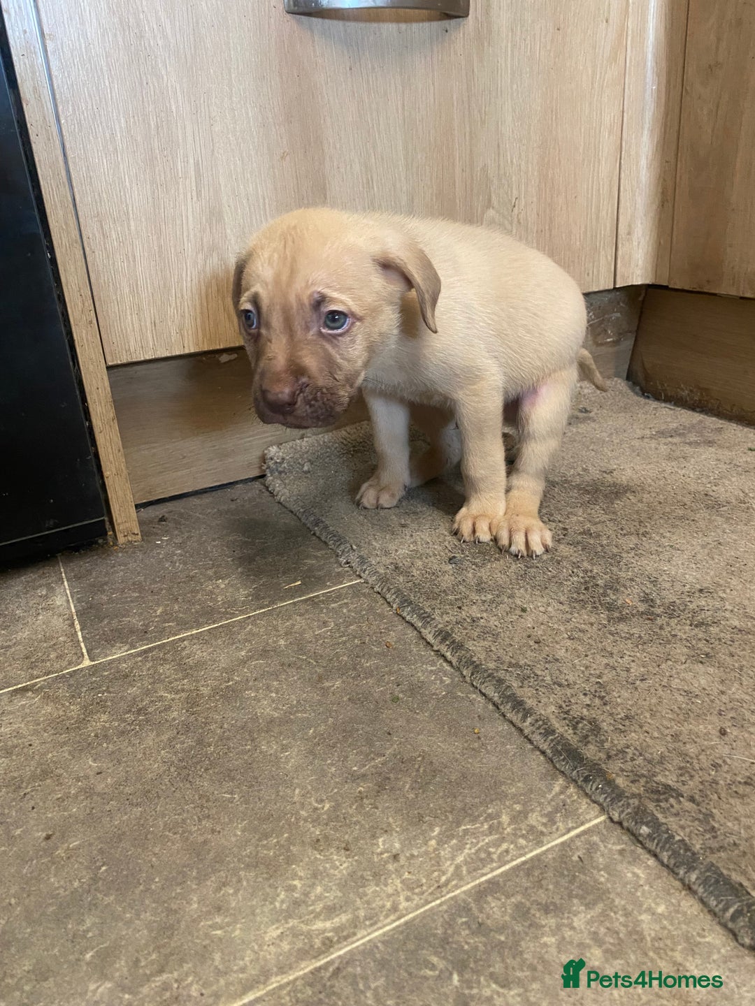 Mixed Breed dogs for sale: Puppies  - Image 5
