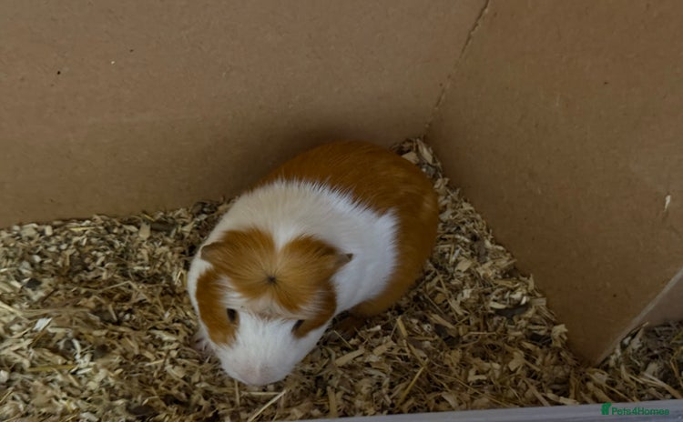 Guinea Pig rodents - Advert 18