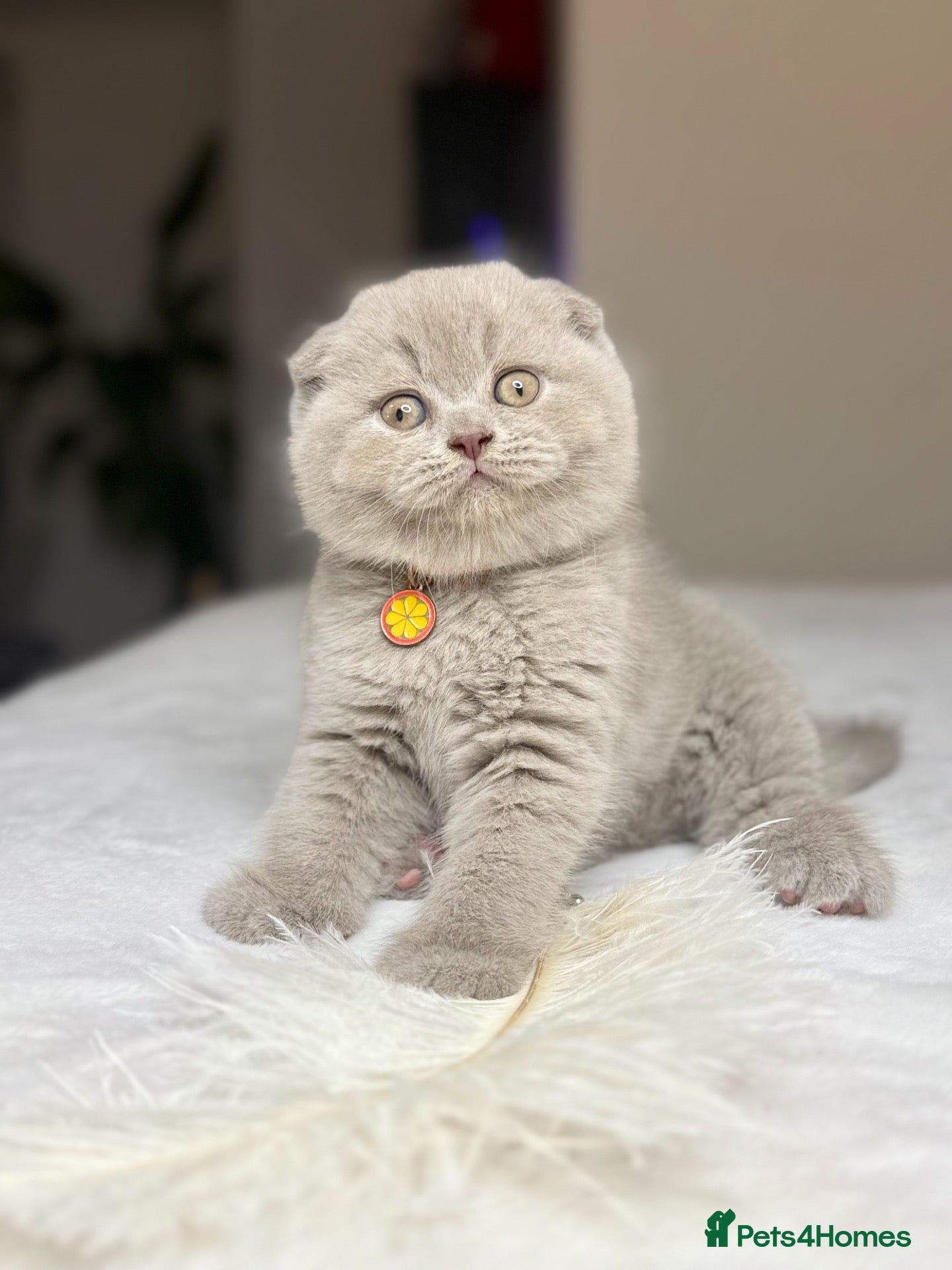 Scottish Fold cats Scottish fold - Advert 2