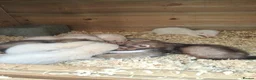 Ferret rodents for sale: Baby ferret’s for sale  - Advert 1