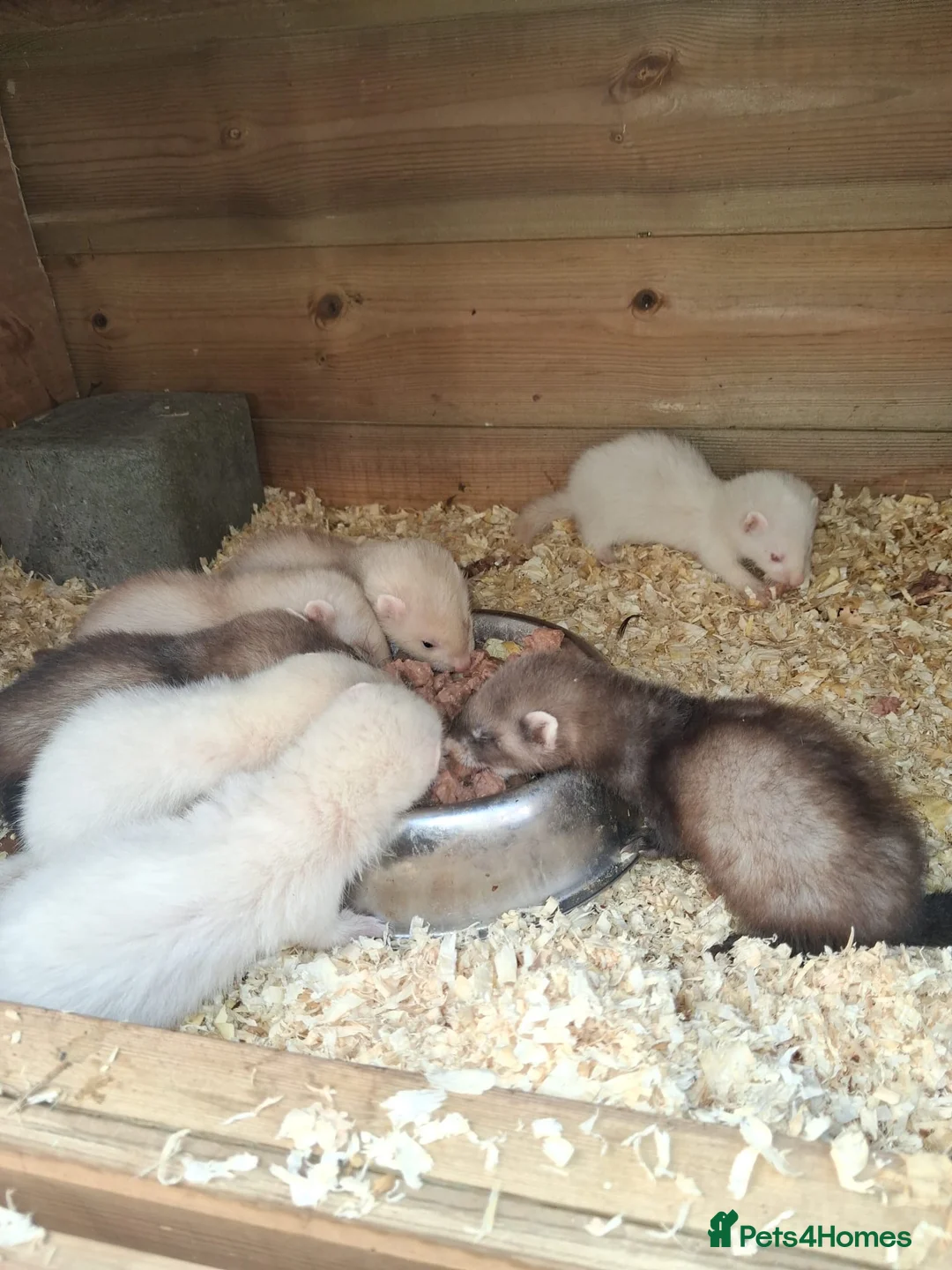 Ferret rodents for sale: Baby ferret’s for sale  - Advert 1