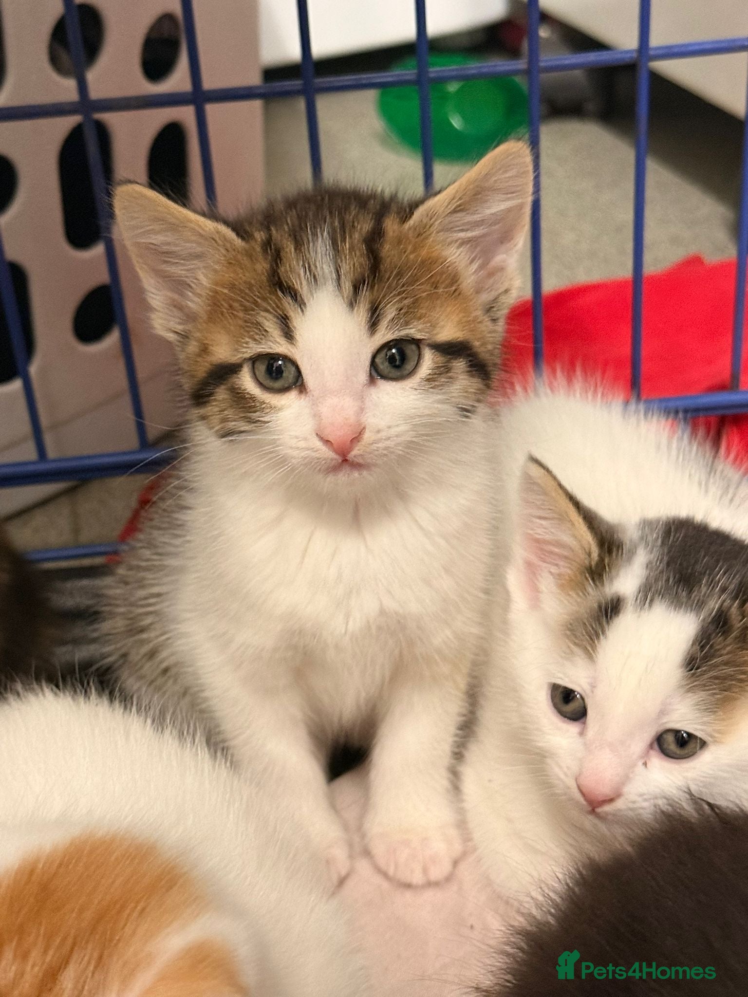 Maine Coon cats Half Maine Coon Kittens  - Advert 15