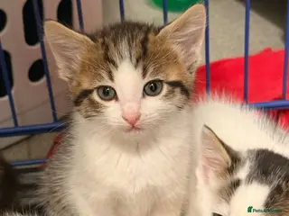 Maine Coon cats Half Maine Coon Kittens - Advert 6