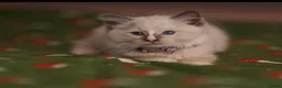 Ragdoll cats for sale: Beautiful Ragdoll kittens  - Advert 13