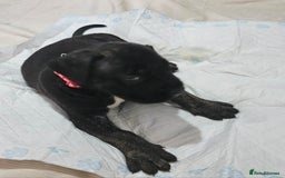 Mixed Breed dogs for sale: Pure Cane corso / pure presa canario puppies. - Image 25