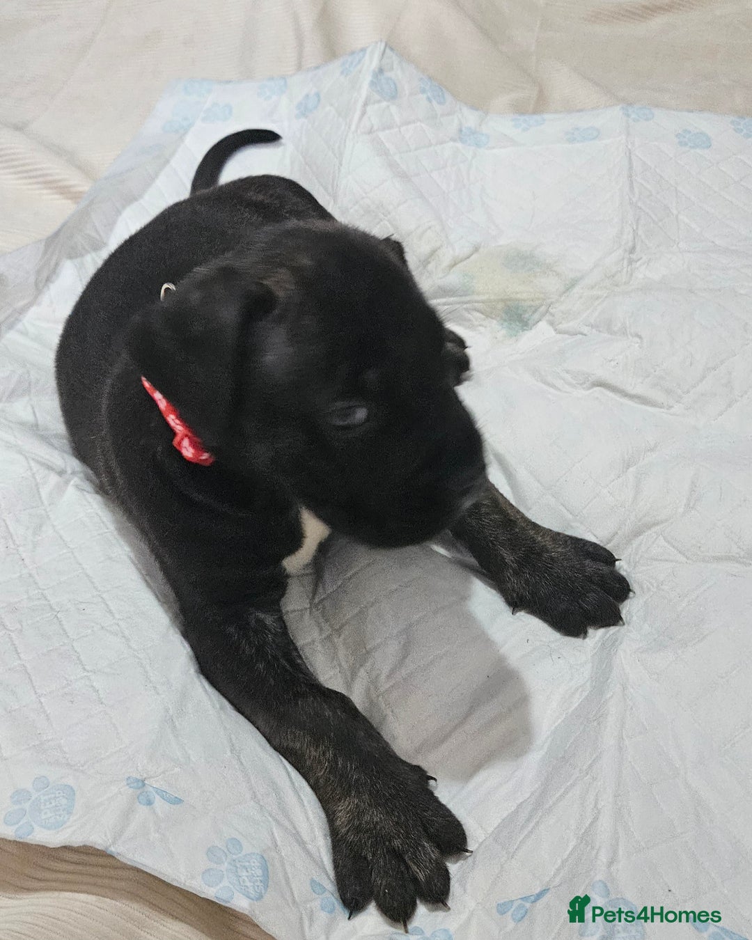 Mixed Breed dogs for sale: Pure Cane corso / pure presa canario puppies. - Image 25