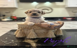 Mixed Breed dogs for sale: Peke-a-Chon puppies 🐶  - Image 15