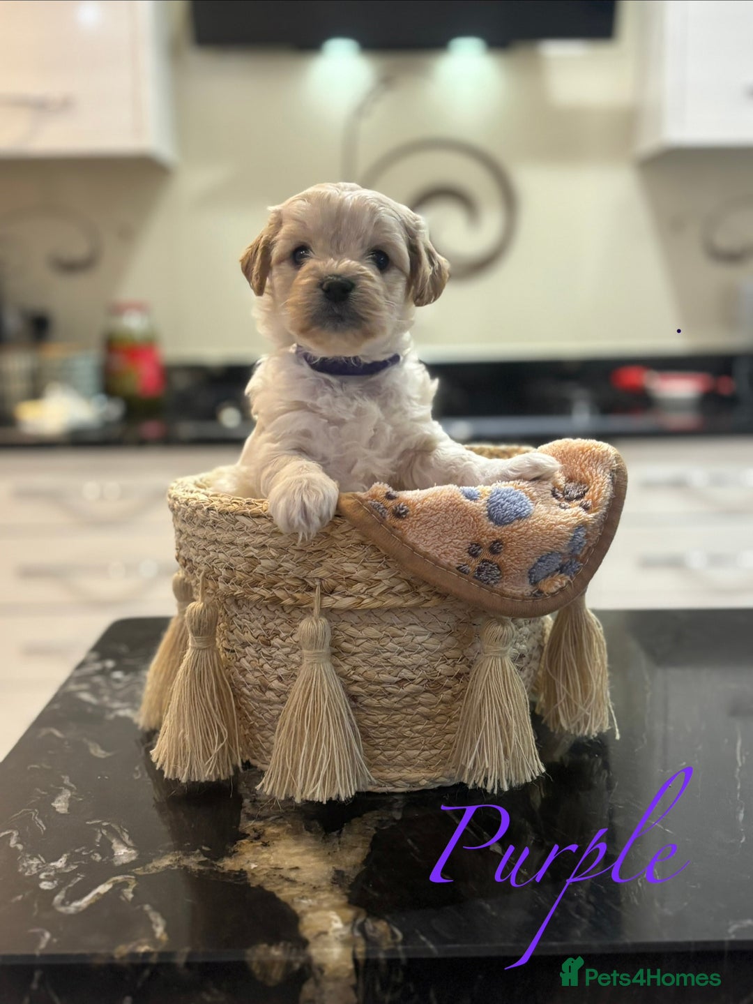 Mixed Breed dogs for sale: Peke-a-Chon puppies 🐶  - Image 15