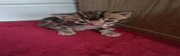 Bengal cats for sale: Bengal Kitten in Weston-super-Mare - Advert 16