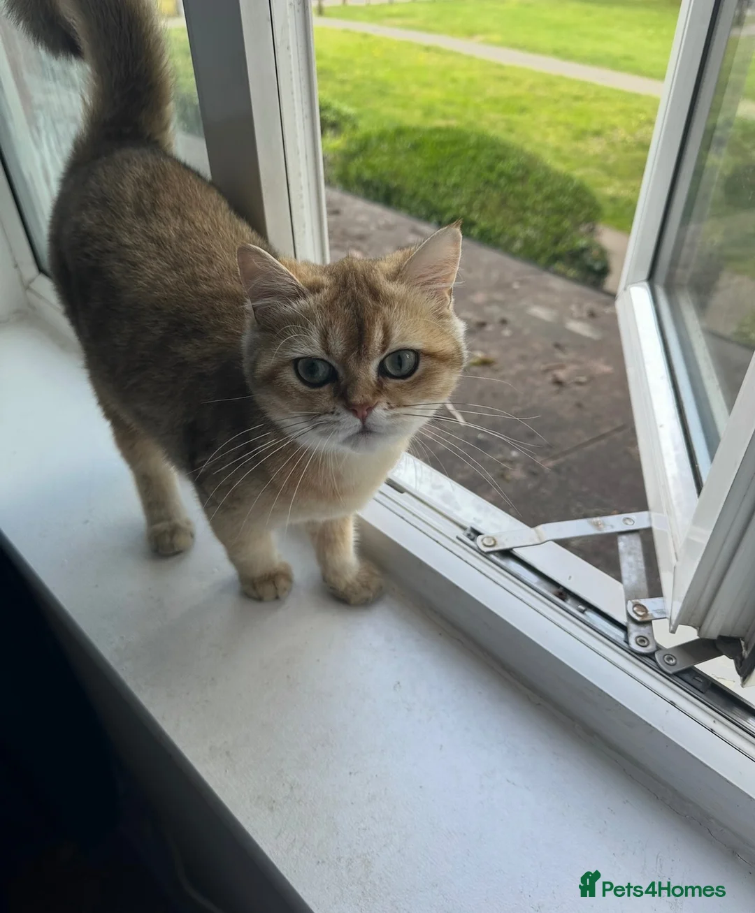 British Shorthair cats for sale: Stunning NY11 Black Golden Shaded British  - Advert 2