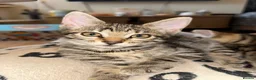 Bengal cats for sale: Soft fluffy bengals - Advert 9