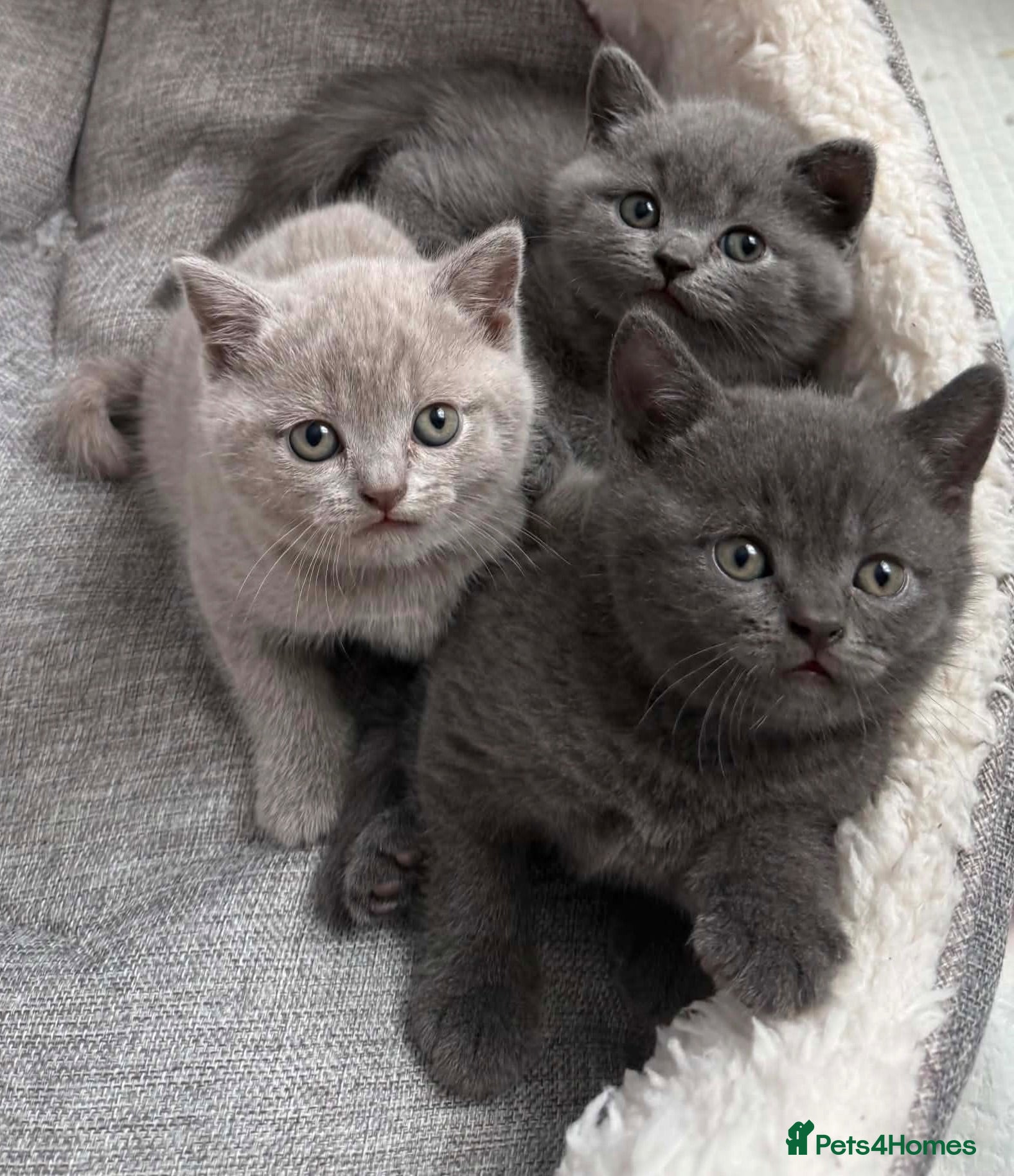 British Shorthair cats **last kitten left** British shorthair kittens  - Advert 5