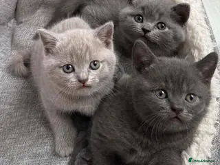 British Shorthair cats **last kitten left** British shorthair kittens - Advert 5