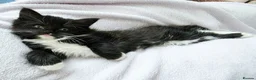 Mixed Breed cats for sale: Four Adorable Little Kittens Full of Personality - Advert 6