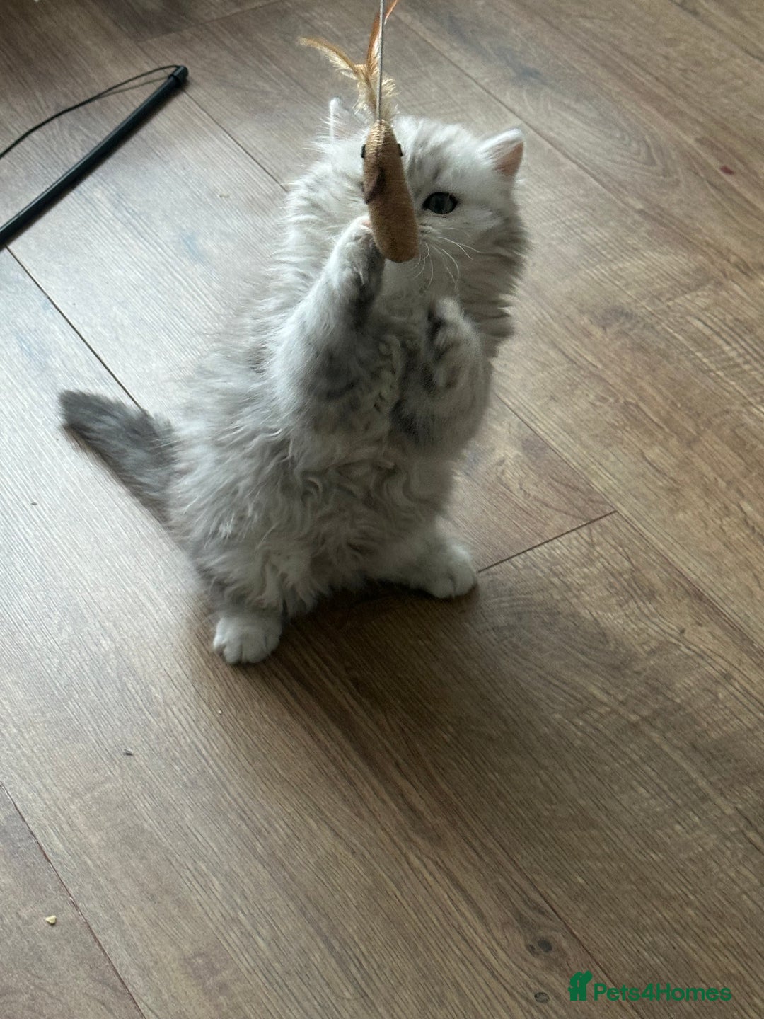 British Longhair cats for sale: Stunning fluffy Maine coon x british longhair  - Image 37