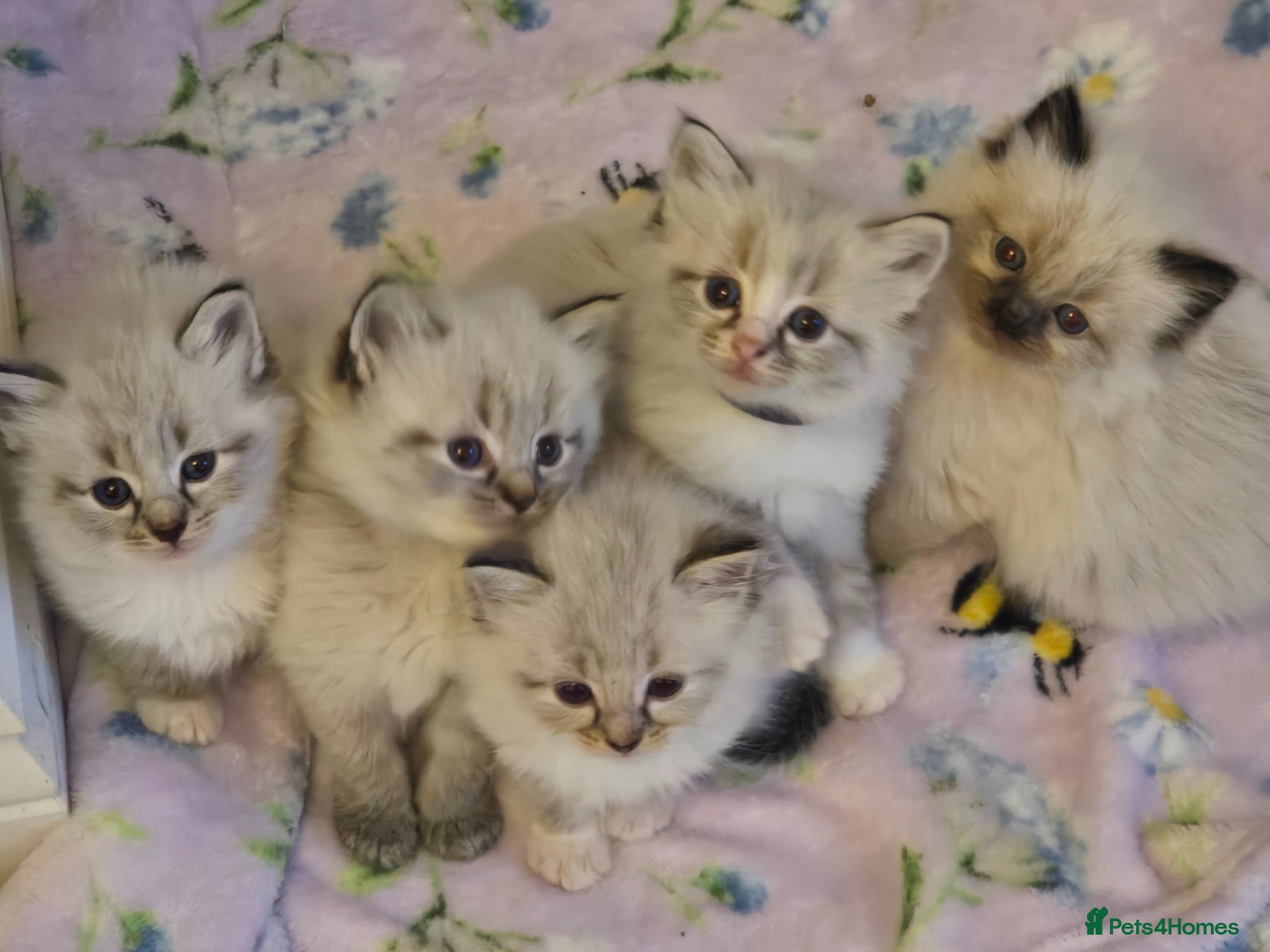 Ragdoll cats Beautiful Ragdoll kittens - Advert 13