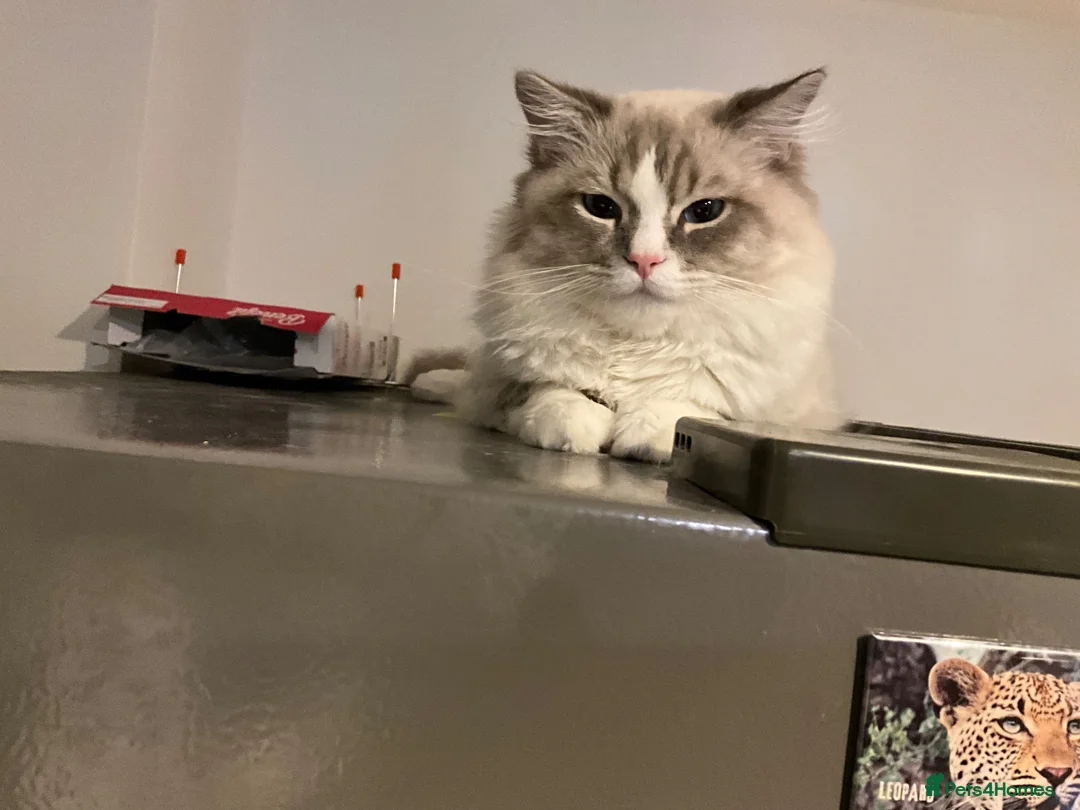 Ragdoll cats for sale: Rupert the Bear - Advert 2