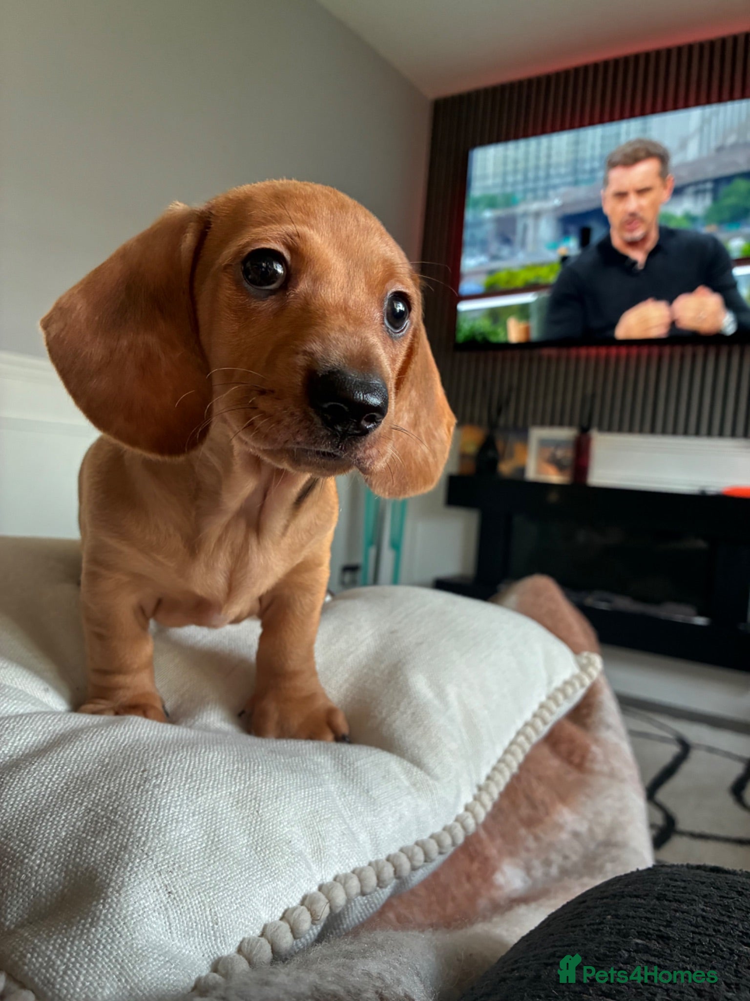 Miniature Dachshund dogs Miniature Dachshund  - Advert 1