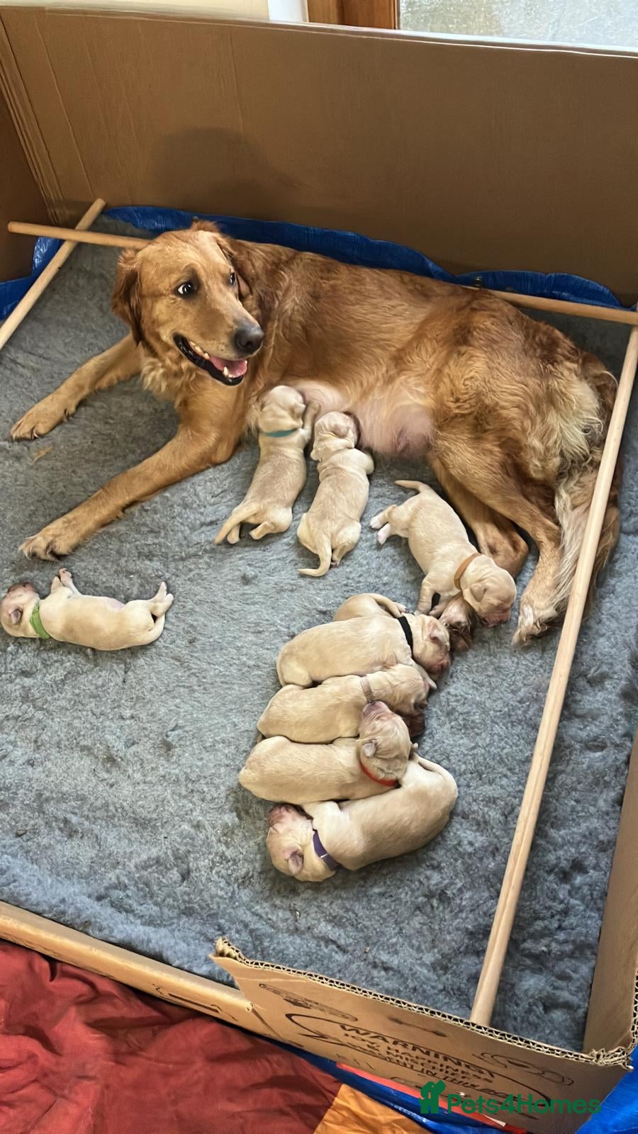 Golden Retriever dogs Gorgeous Goldies! Golden Retriever Puppies  - Advert 5