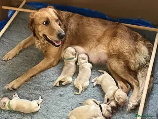Golden Retriever dogs Gorgeous Goldies! Golden Retriever Puppies - Advert 5