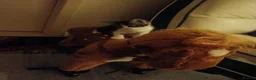Mixed Breed cats for sale: Kittens looking for a lovely family 😻 in Leeds - Advert 19