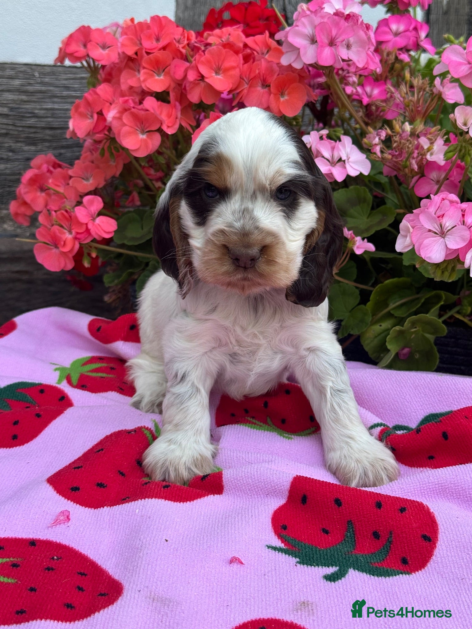Cocker Spaniel dogs 4 kc reg show cocker spaniel puppies - Advert 10