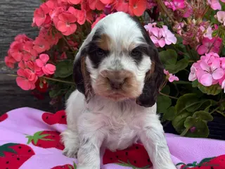 Cocker Spaniel dogs 4 kc reg show cocker spaniel puppies - Advert 10