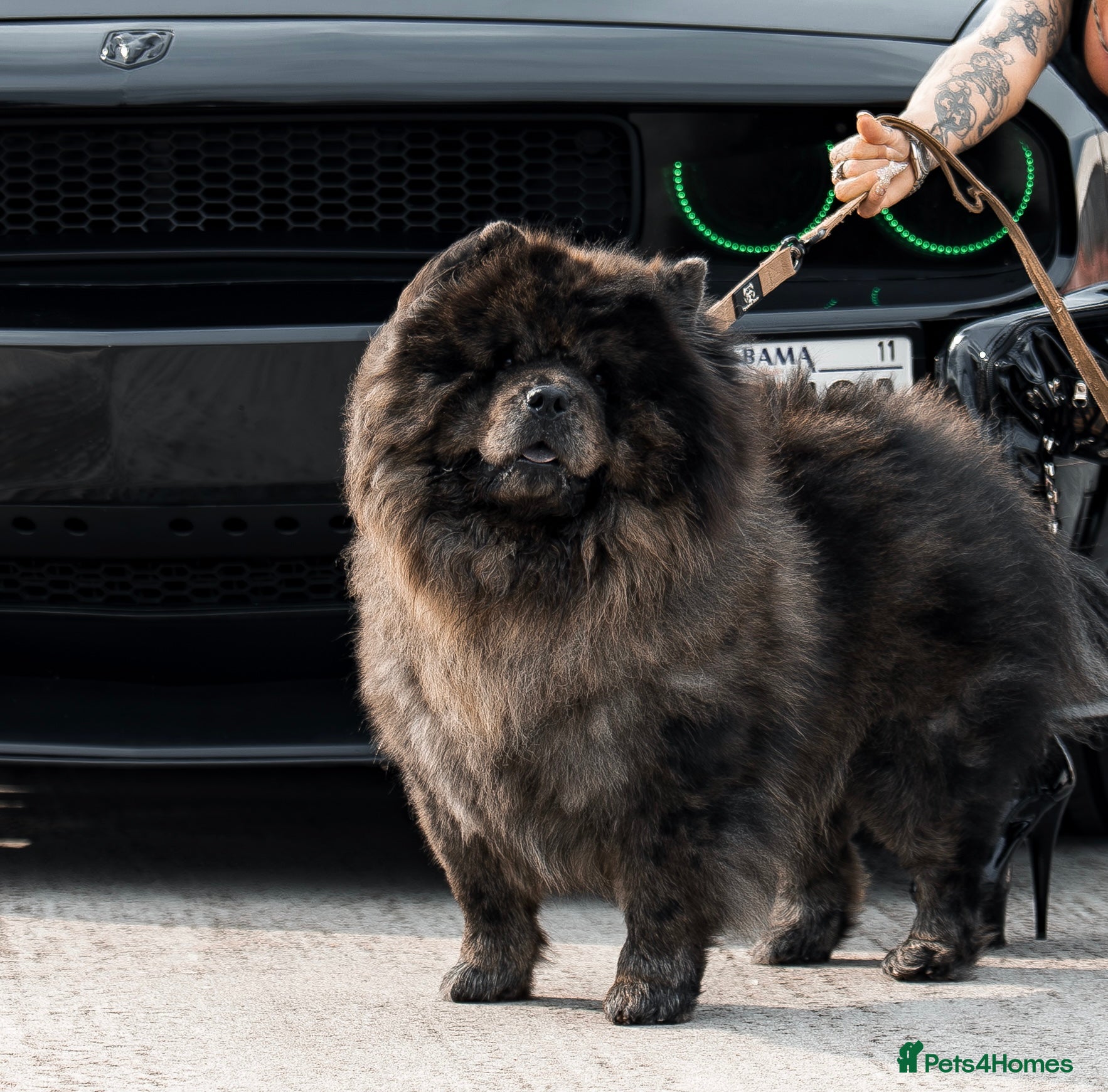 Chow Chow dogs Shadow the Merle chow chow  - Advert 1