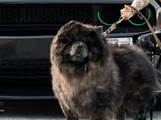 Chow Chow dogs Shadow the Merle chow chow - Advert 1