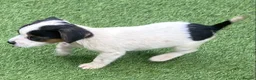 Jack Russell dogs for sale: Jack Russell puppies  - Advert 24