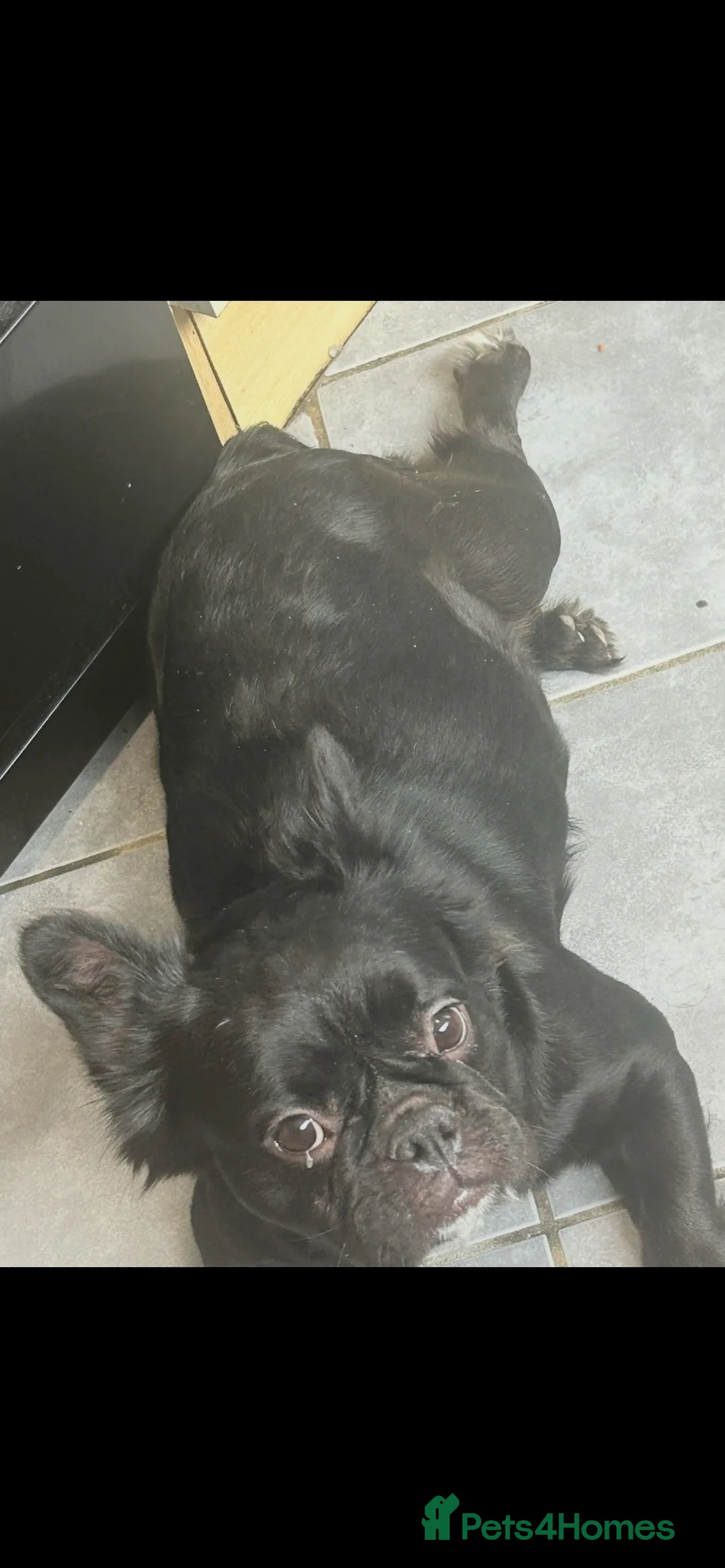 Mixed Breed dogs for sale: Fluffy frenchie x American bulldog puppies - Advert 2
