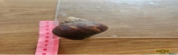Snails invertebrates for sale: Giant African snails  - Advert 2