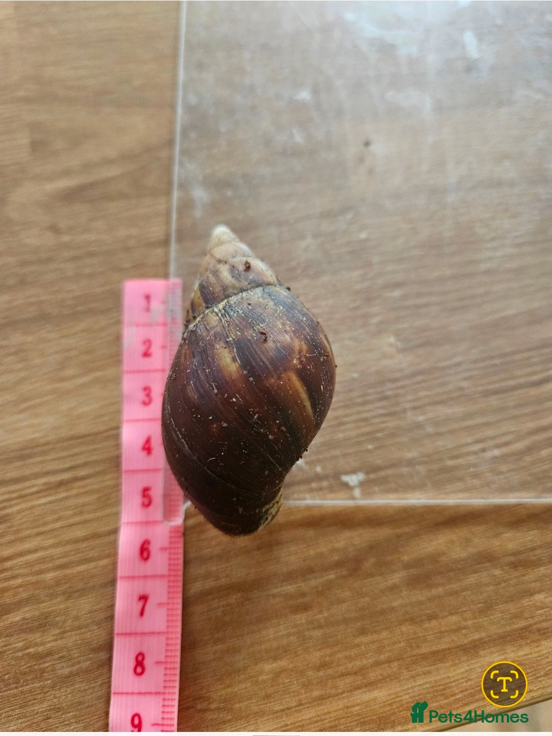 Snails invertebrates for sale: Giant African snails  - Image 2