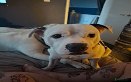 Staffordshire Bull Terrier dogs for sale: Male staffie for sale - Image 3