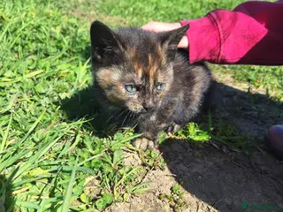 Mixed Breed cats 2x kittens for sale - Advert 2