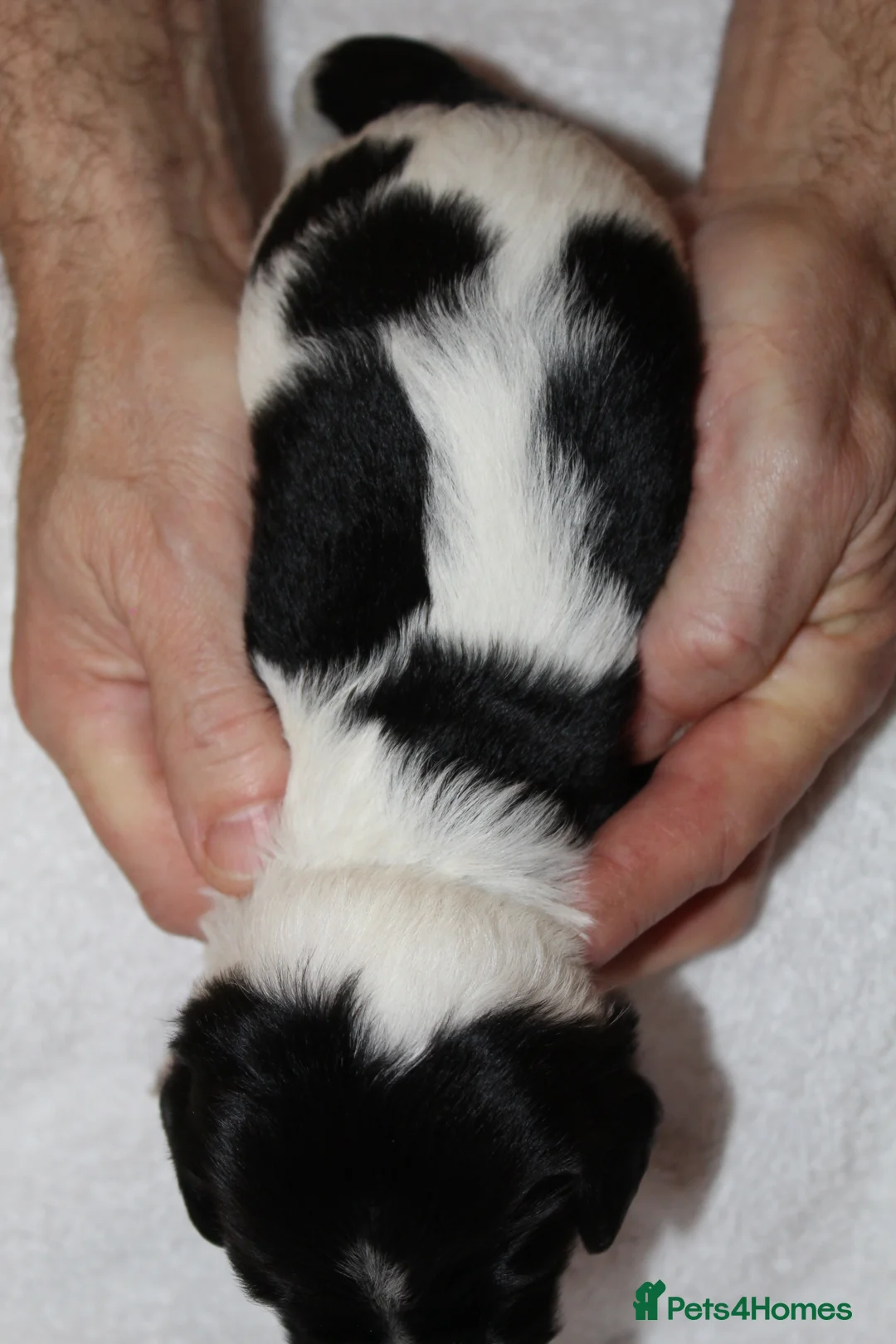 Sprollie dogs for sale: Intelligent & Affectionate Sprollie Puppies  - Advert 26