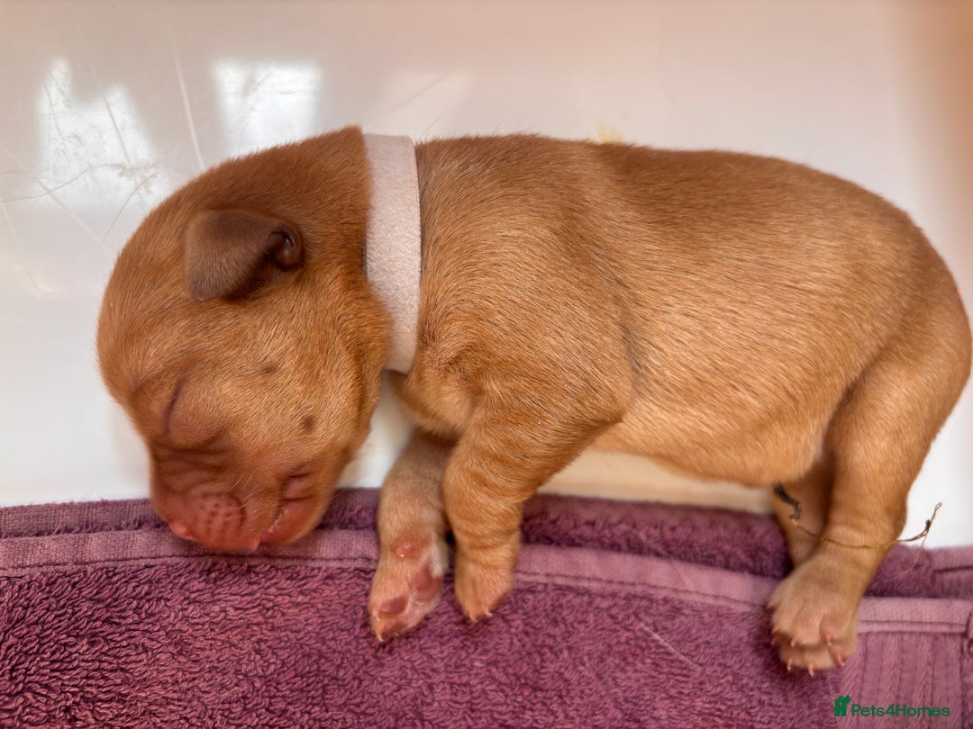 Labrador Retriever dogs for sale: KC Reg ‘Fox Red’ Labrador Retrievers  - Image 22