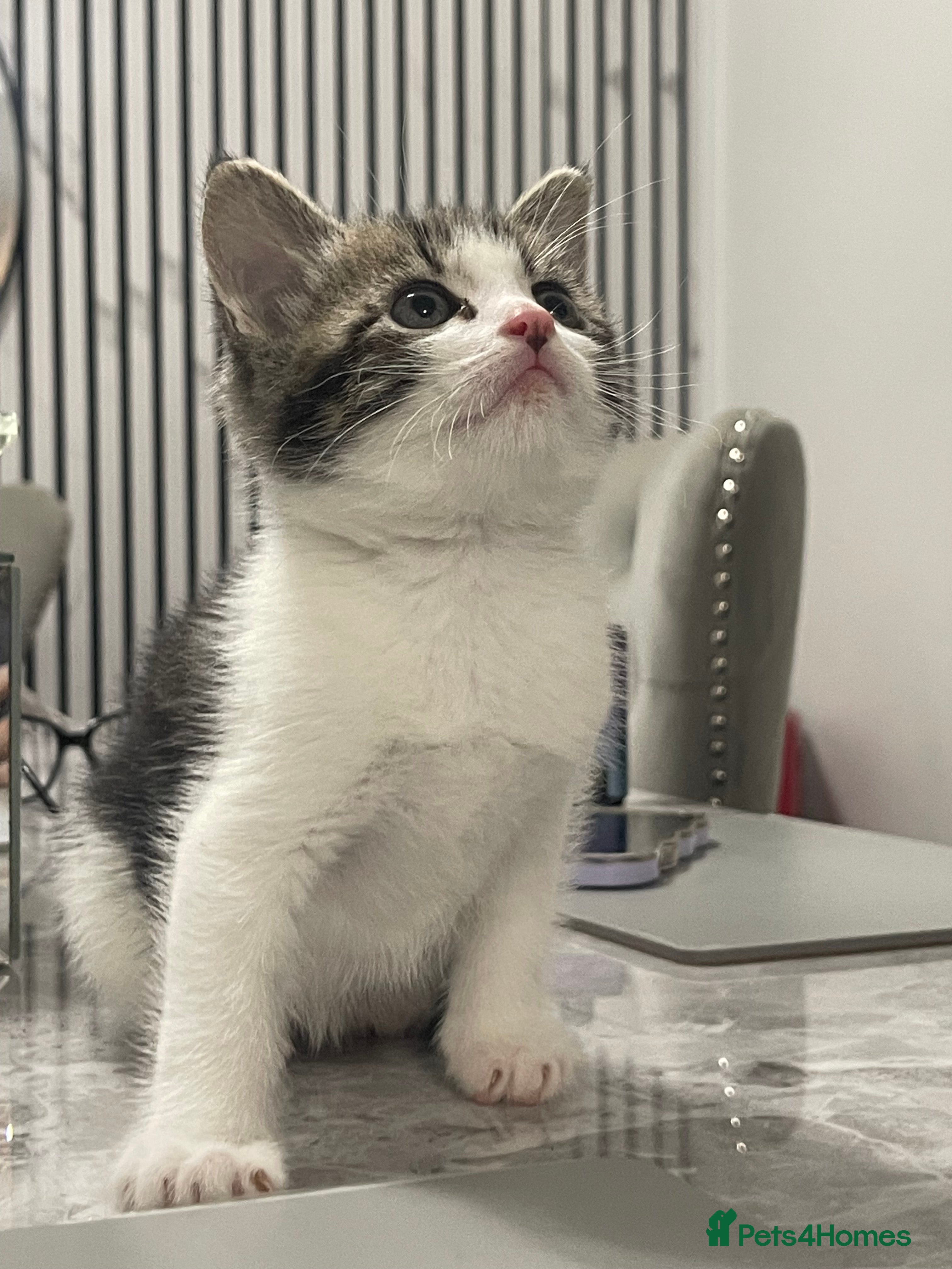 Mixed Breed cats Kittens available 8 weeks old  - Advert 2