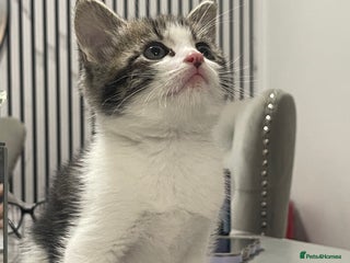 Mixed Breed cats Kittens available 8 weeks old - Advert 1