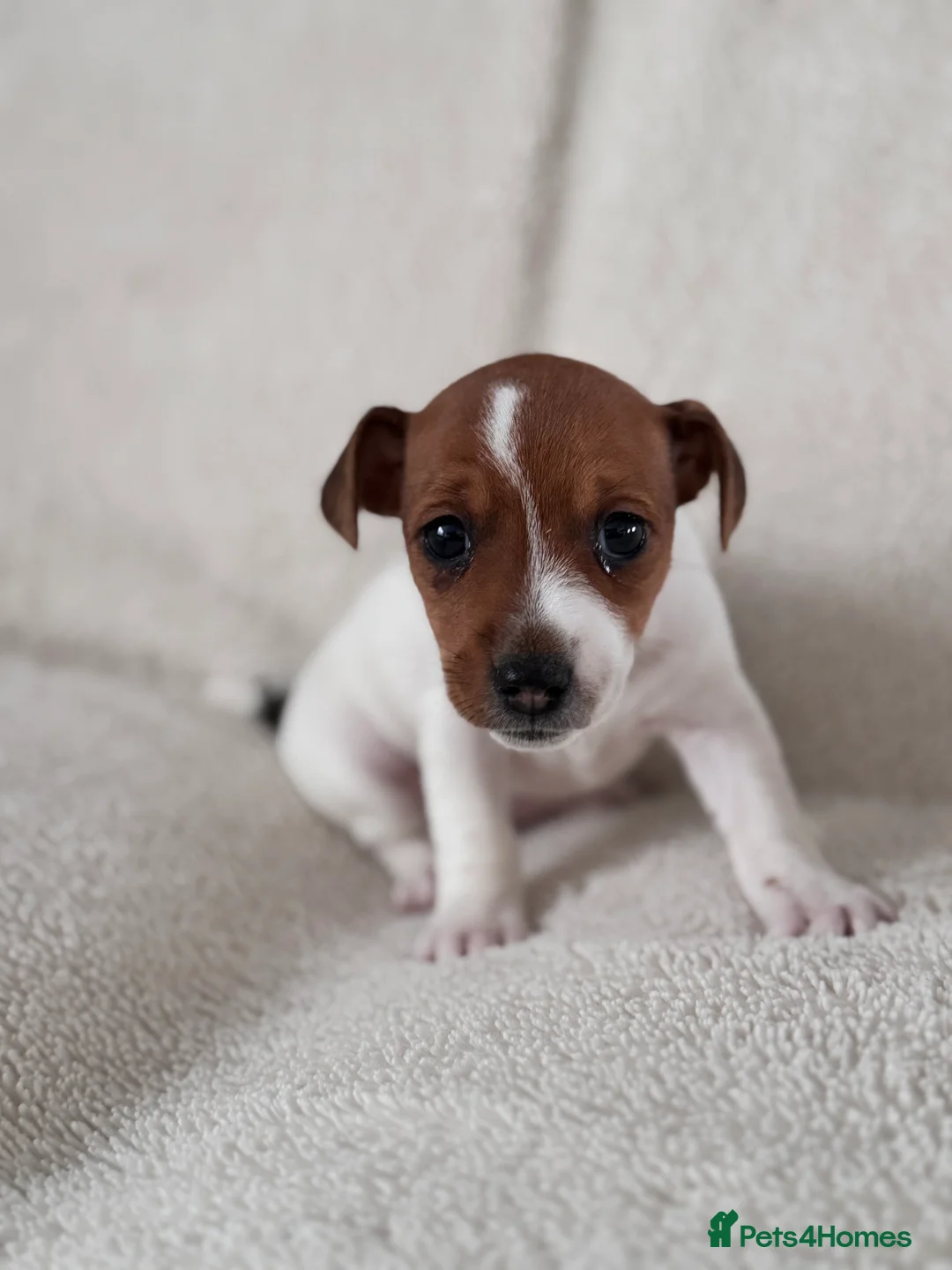 Jack Russell dogs for sale: Smooth coated tan and white jack Russel  - Advert 3