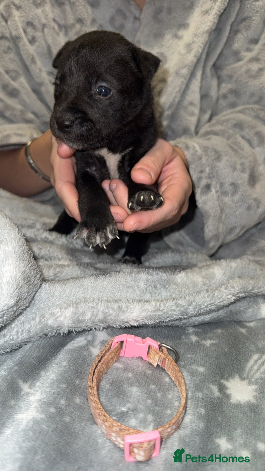 Mixed Breed dogs for sale: Cane corso hybrid Akita’s  - Advert 19