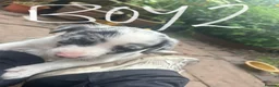 Border Collie dogs for sale: Beautiful Blue Merle Collie Puppies  in Hereford - Advert 10