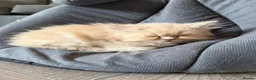 Persian cats for sale: Persian kittens  - Advert 13