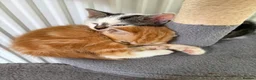 Mixed Breed cats for sale: Beautiful kittens for sale  in Bodorgan - Advert 5