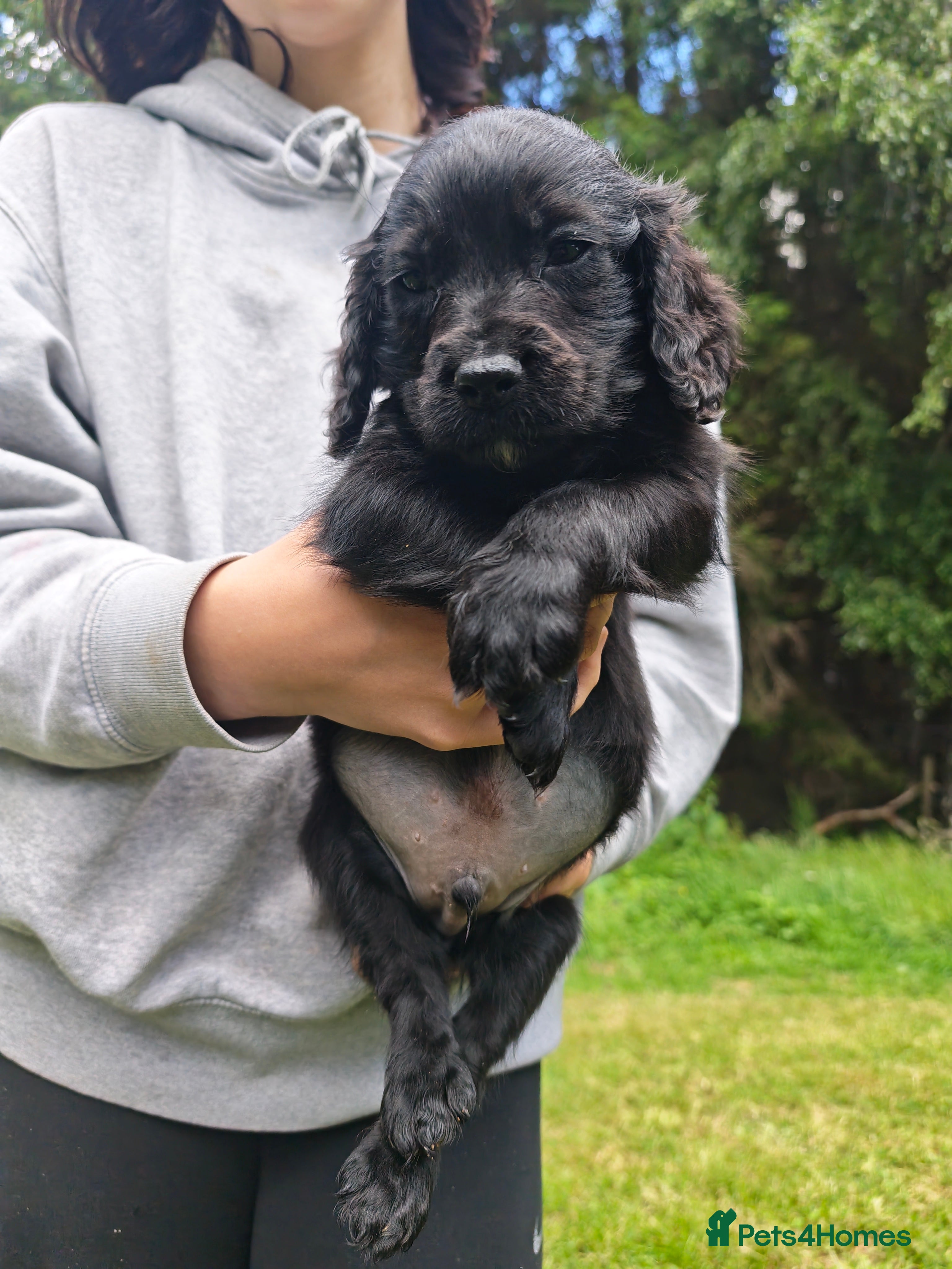 Cocker Spaniel dogs Cocker spaniel puppies  - Advert 2