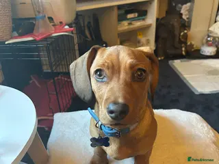 Mixed Breed dogs Dashchund x terrier mix - Advert 4