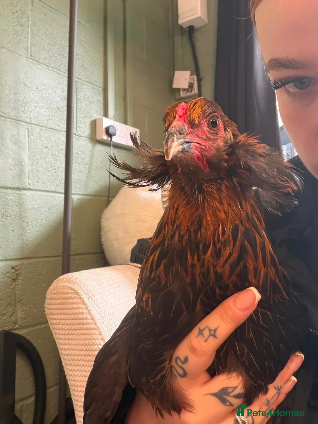 Chickens poultry for sale: Araucana P.O.L - Advert 2