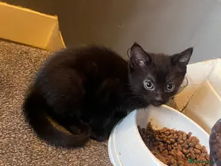 Mixed Breed cats Black kittens - Advert 2